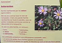 Famille Asteracees ou Asteraceae (txt2)